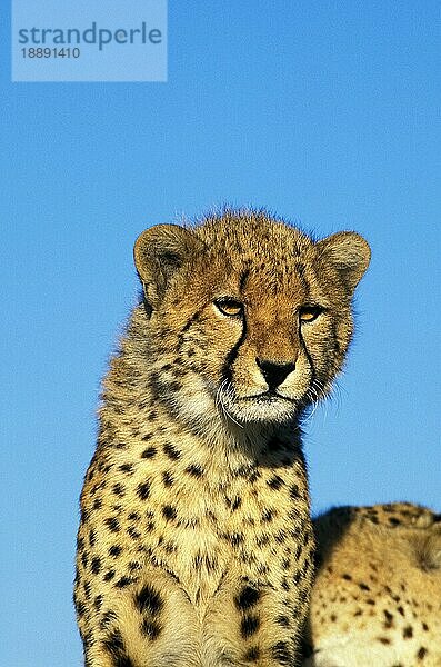 Gepard (acinonyx jubatus)  PORTRAIT EINES ERWACHSENEN  KENIA