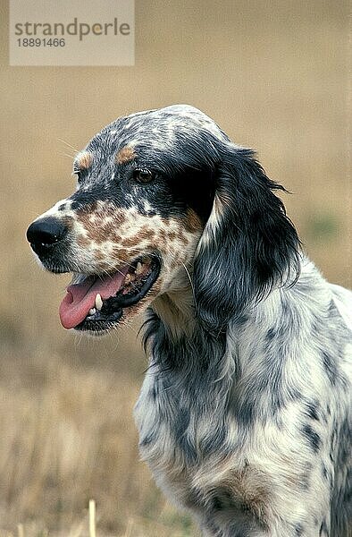 Englischer Setter-Hund  Porträt eines Erwachsenen