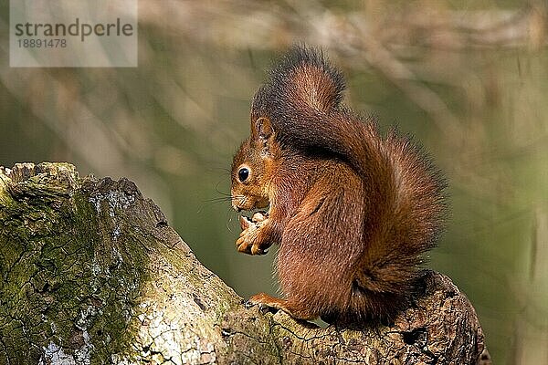 Europäisches Eichhörnchen (sciurus vulgaris)  ERWACHSENER FÄSST HAZELNUSS  NORMANDY