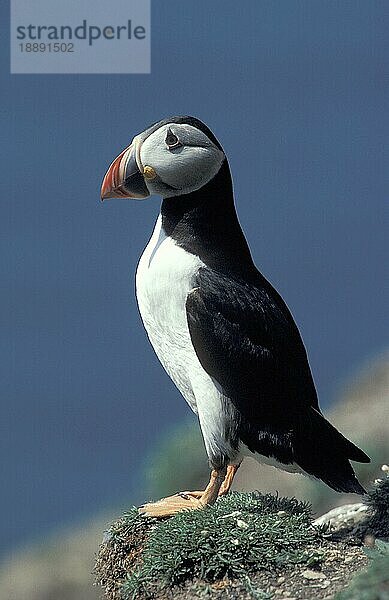 Papageitaucher (fratercula arctica)  ERWACHSENER  STEHEND AM KLIFF  BRITTANIEN