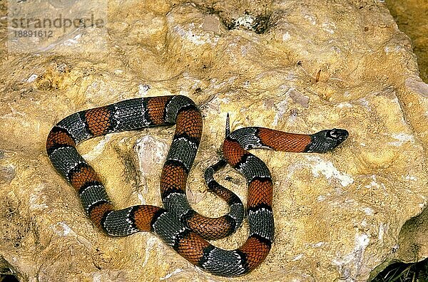 GRAUGEBUNDENE KINGSNAKE lampropeltis alterna blairi  ERWACHSENE AUF FELSEN