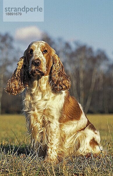 ENGLISCHER COCKERSPANIEL  ERWACHSEN  IM GRAS SITZEND