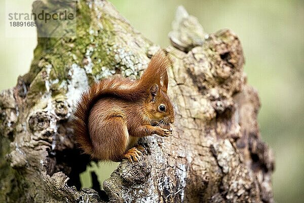 Europäisches Eichhörnchen (sciurus vulgaris)  ERWACHSENER FÄSST HAZELNUSS  NORMAL IN Frankreich