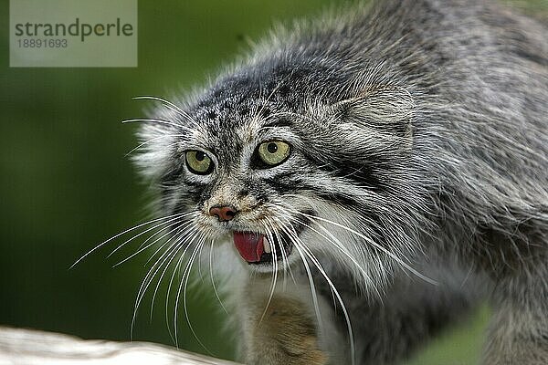 Manul (otocolobus manul) oder Pallas-Katze  Portrait eines Erwachsenen