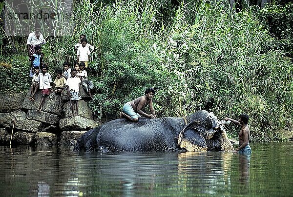 Ein Tempelelefant wird von seinem Mahut gebadet und Kinder beobachten ihn in einem Fluss in Courtalam Kutralam Kuttalam  Tamil Nadu  Südindien  Indien  Asien