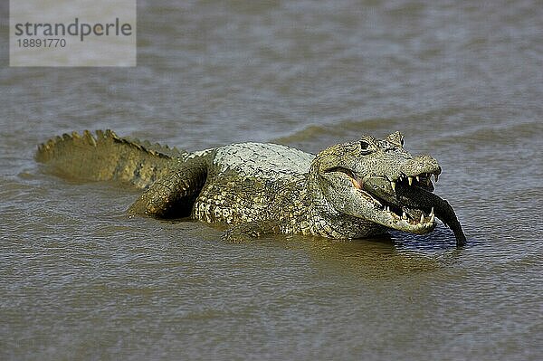 Brillenkaiman (caiman crocodilus)  Erwachsener beim Fischfang  Los Lianos in Venezuela