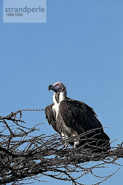 KOPFGESICHTER GEIER (Torgos tracheliotus)  ERWACHSENER AUF BRANSCH  KENIA