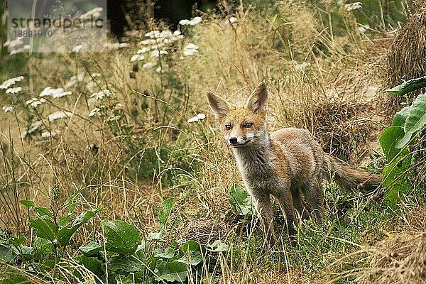 Rotfuchs (vulpes vulpes)  erwachsen  Normandie