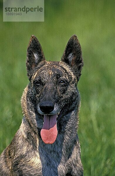 HOLLÄNDISCHER SCHÄFERHUND  PORTRAIT EINES ERWACHSENEN MIT HERAUSGESTRECKTER ZUNGE