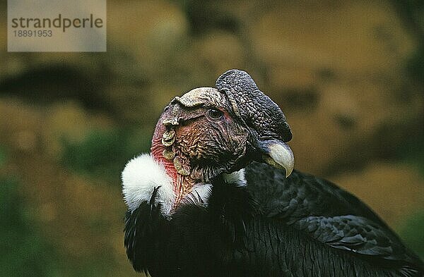Andenkondor (vultur gryphus)  Porträt eines Erwachsenen