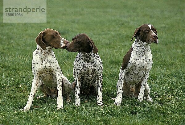 Französischer Vorstehhund Typ Pyrenäen  Erwachsene sitzen auf Gras