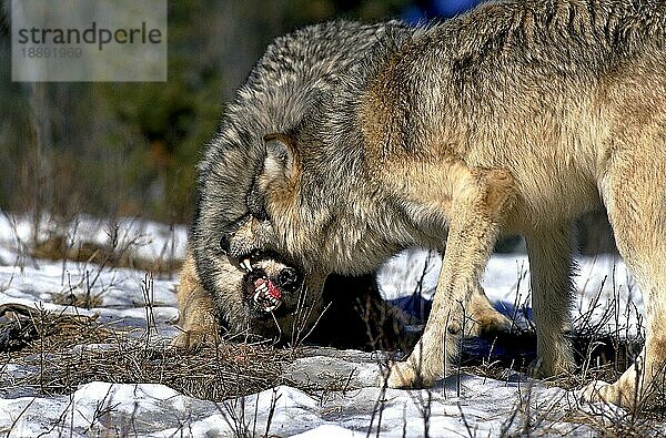 NORDAMERIKANISCHER Mackenzie-Wolf (canis lupus occidentalis)  ZWEI ERWACHSENE KÄMPFEN  KANADA