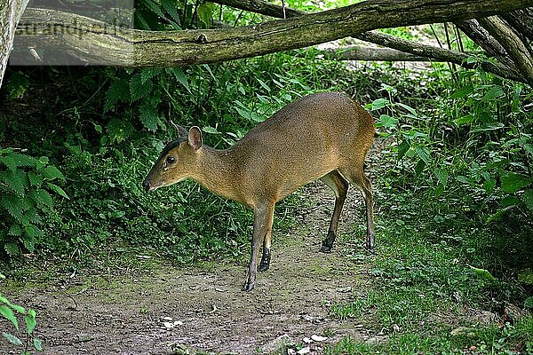 Chinesischer Muntjac (muntiacus reevesi)  Erwachsener unter Baum