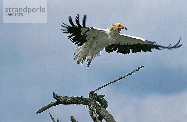 Schmutzgeier (neophron percnopterus)  Erwachsener im Flug  Kenia  Afrika