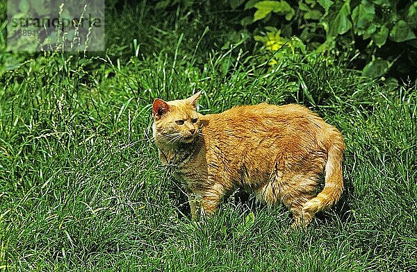 Rote Hauskatze  erwachsen  stehend auf Gras