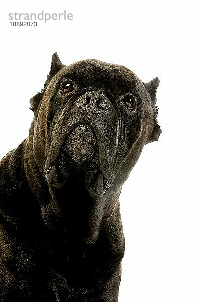 Cane Corso  eine Hunderasse aus Italien  Porträt eines Erwachsenen vor weißem Hintergrund