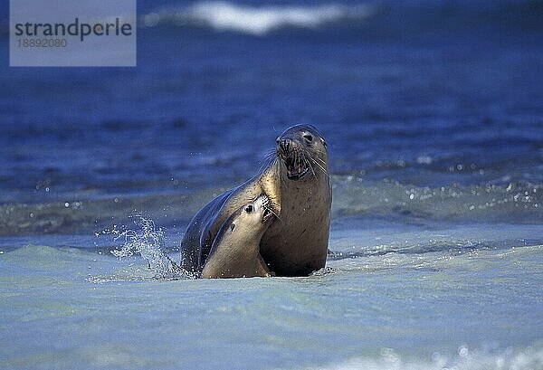 Australischer Seelöwe  neophoca cinere  Erwachsene spielen im Meer  Australien  Ozeanien