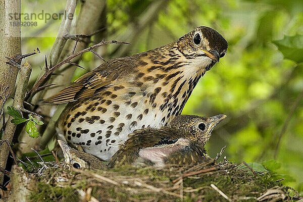 Singdrossel (turdus philomelos)  Erwachsene mit Küken am Nest  Normandie