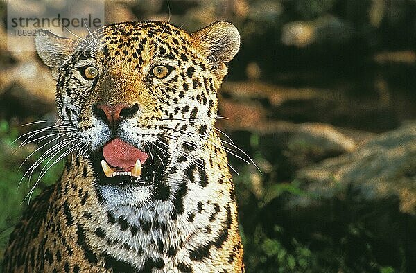 JAGUAR (panthera onca)  PORTRAIT EINES ERWACHSENEN MIT OFFENEM MUND