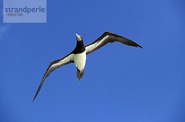 BROWN BOOBY (sula leucogaster)  ERWACHSENE IM FLUG  AUSTRALIEN