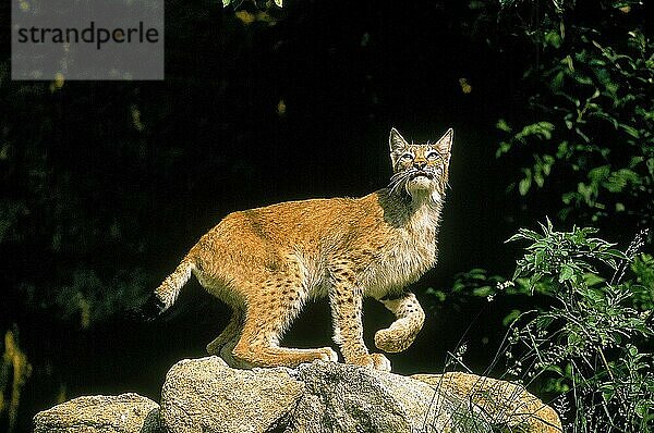 EUROPÄISCHER LYNCH (felis lynx)  ERWACHSENER AUF FELSEN STEHEND