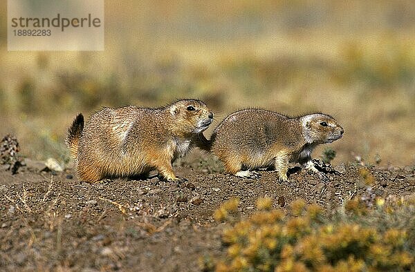 Schwarzschwanz-Präriehund (cynomys ludovicianus)  erwachsen