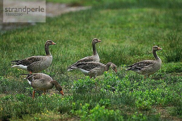 Graugans (anser anser)  GRUPPE VON ERWACHSENEN AUF GRAS STEHEND