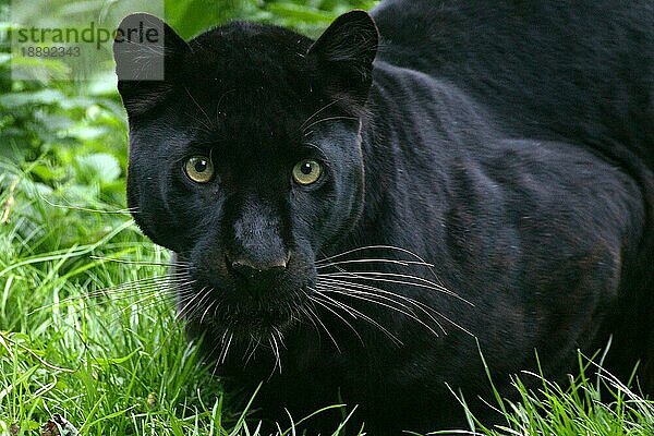 Schwarzer Panther (panthera pardus)  Portrait eines Erwachsenen