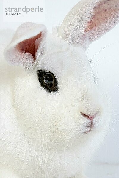 Hotot Domestic Rabit gegen weißen Hintergrund  Rasse aus der Normandie