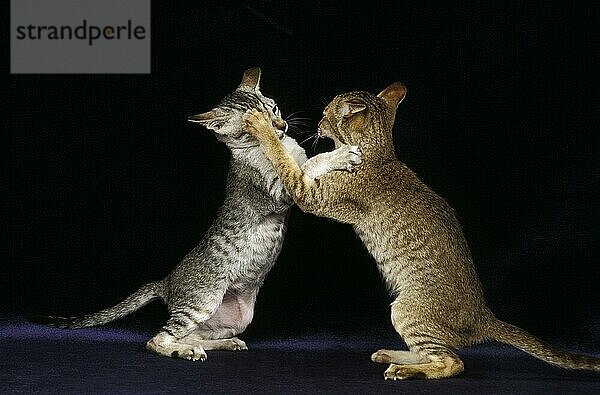 Orientalische Hauskatze  Erwachsene  die gegen einen schwarzen Hintergrund kämpfen