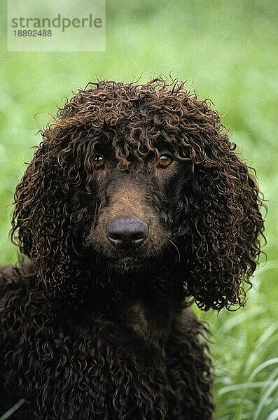 Irish Water Spaniel  Porträt eines erwachsenen Hundes