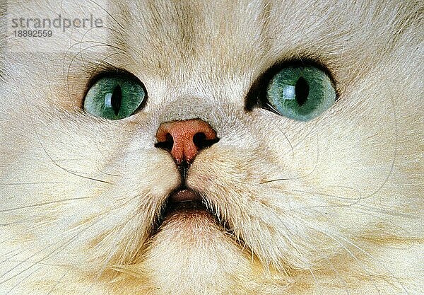 Chinchilla Persische Hauskatze  Porträt eines Erwachsenen  Nahaufnahme der grünen Augen