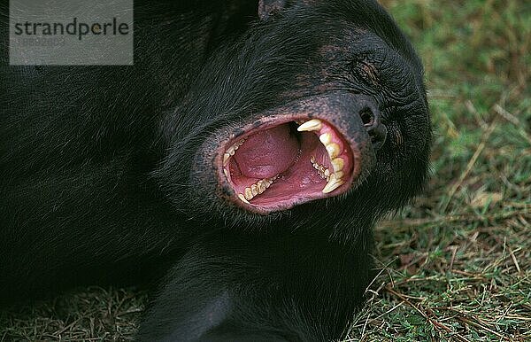 Schimpanse (pan troglodytes)  Erwachsener Hinlegen  Gähnen