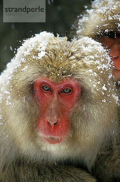 JAPANISCHER MACAQUE (macaca fuscata)  PORTRAIT EINES ERWACHSENEN BEI SCHNEE  HOKKAIDO INSEL IN JAPAN