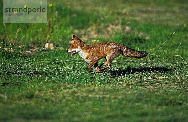 Rotfuchs (vulpes vulpes)  ERWACHSENER  LAUFEND  NORMANDY