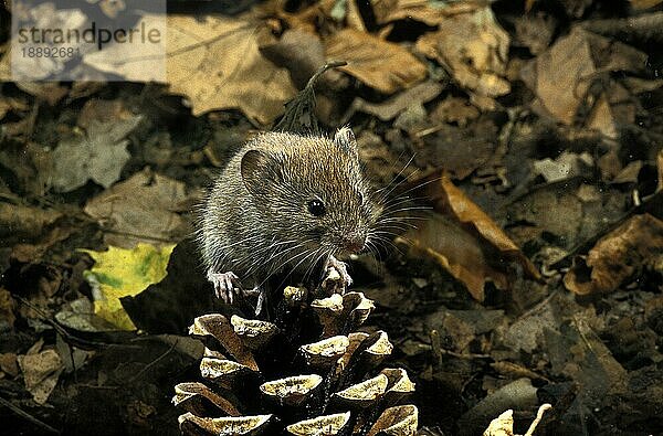 BANK VOLE (clethrionomys glareolus)  ERWACHSENER AUF KIEFERKONUS  Frankreich  Europa