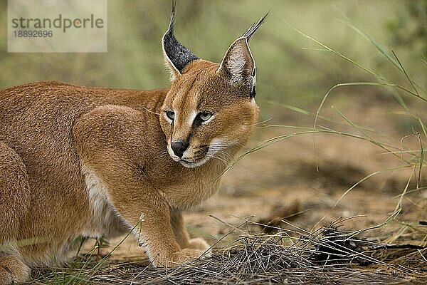 Karakal (CARACAL caracal) ERWACHSENER  NAMIBIA