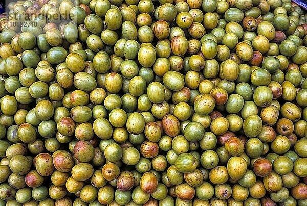 Indische Jujube (Zizyphus mauritiana lam) Indische Pflaume  Chinesische Dattel  Chinesischer Apfel Früchte in Tamil Nadu  Südindien  Indien  Asien