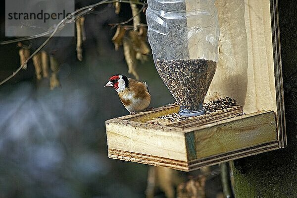 GOLDFINCH (carduelis carduelis)  ERWACHSENER IM GARTEN  NORMANDY