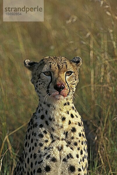 CHEETAH (acinonyx jubatus)  PORTRAIT EINES ERWACHSENEN MIT BLUTIGEM GESICHT  KENIA