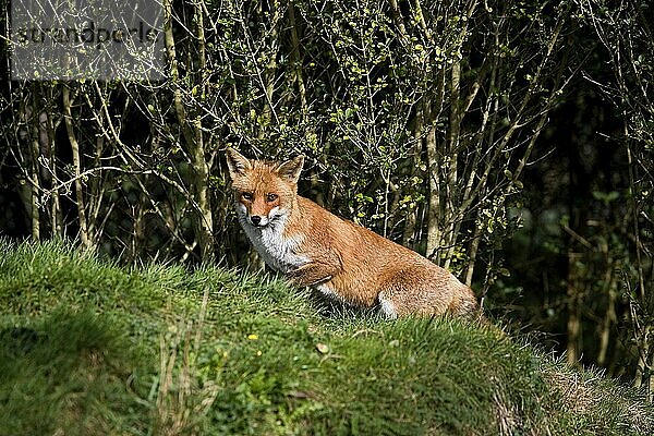 ROTFUCHS (vulpes vulpes)  ERWACHSENER AUF GRAS STEHEND  NORMANDY IN Frankreich