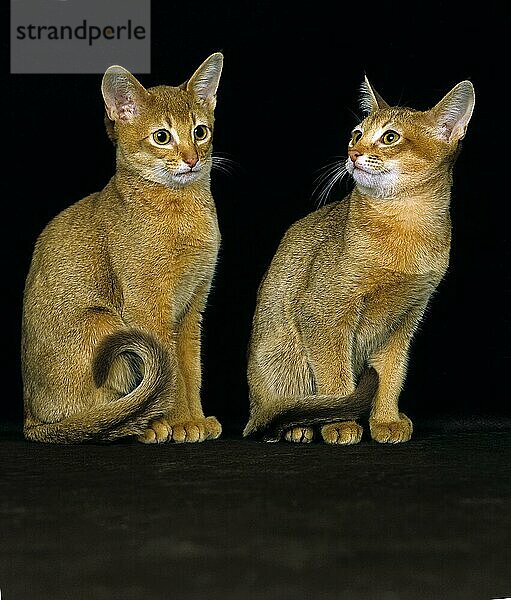 Rote Abessinier Hauskatze  Erwachsene sitzend vor schwarzem Hintergrund