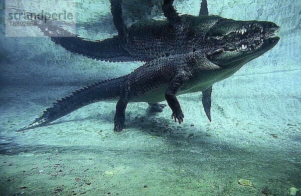 Australisches Salzwasserkrokodil (crocodylus porosus) oder Mündungskrokodil  Erwachsener im Wasser  Australien  Ozeanien