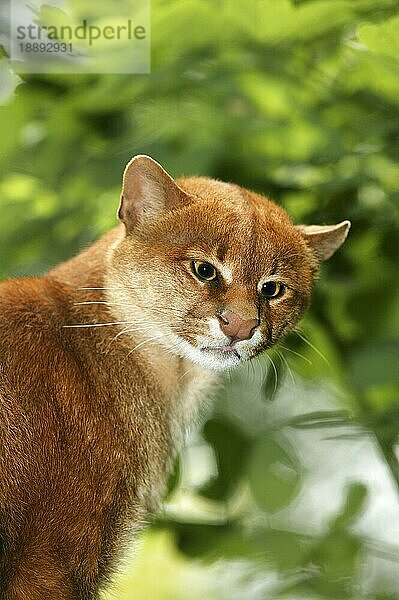 JAGUARUNDI herpailurus yaguarondi  PORTRAIT EINES ERWACHSENEN