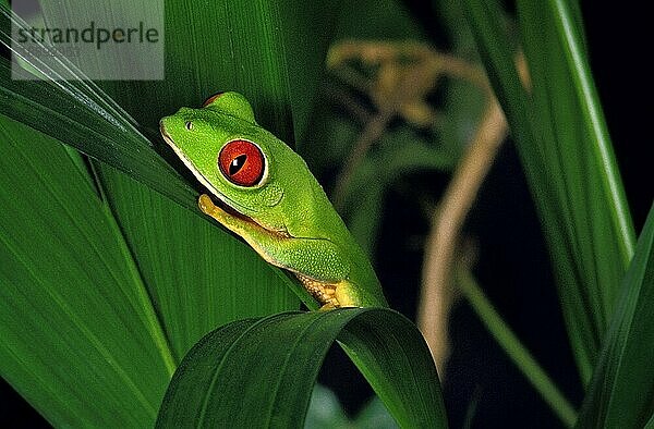 ROTÄUGIGER BAUMFROSCH (agalychnis callidryas)  ERWACHSENER AM BLATT