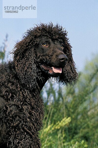 Irish Water Spaniel Hund  Portrait eines Erwachsenen mit herausgestreckter Zunge