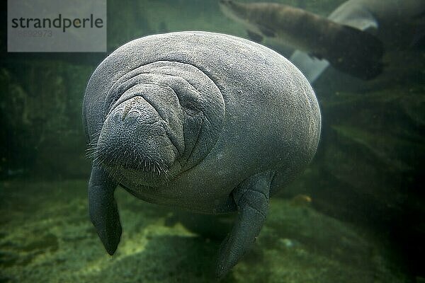 Karibische Karibik-Manati oder Westindische Seekuh (trichechus manatus) oder Seekuh  erwachsen