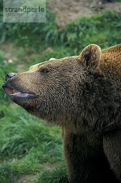 BRAUNBÄR (ursus arctos)  ERWACHSENER  der die Luft riecht