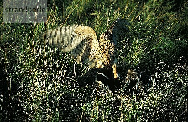 GOSHAWK (accipiter gentilis)  ERWACHSENER ANGRIFF AUF EINE MALLARD  Frankreich  Europa