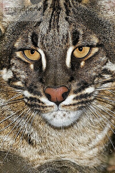 Asiatische Goldkatze oder Temminks Katze  catopuma temmincki  Portrait eines Erwachsenen